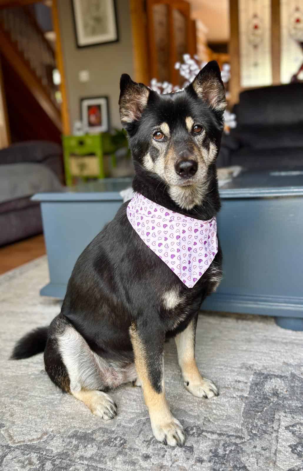 Colin & Aethel Beirne | Voices of Boyle Podcast